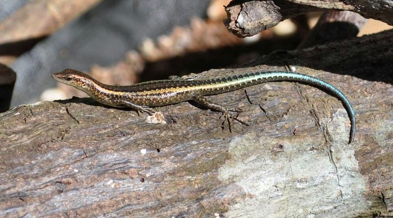 Blue-tailed skink.