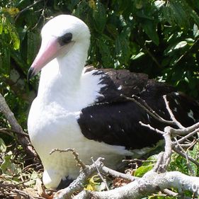 Protecting the Abbott's booby