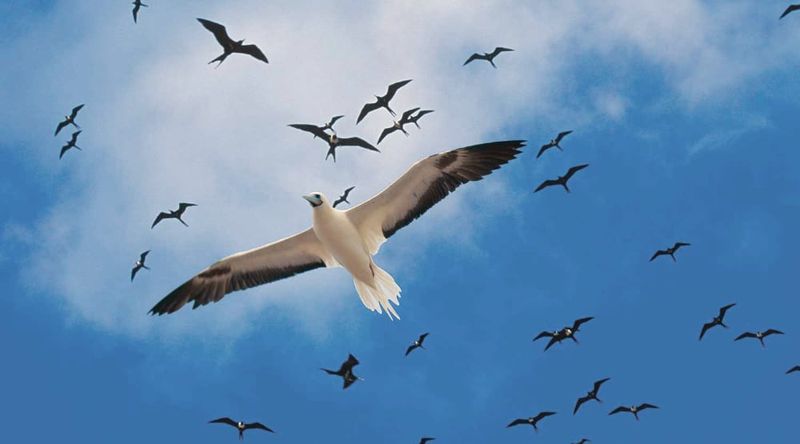 Seabirds in flight.