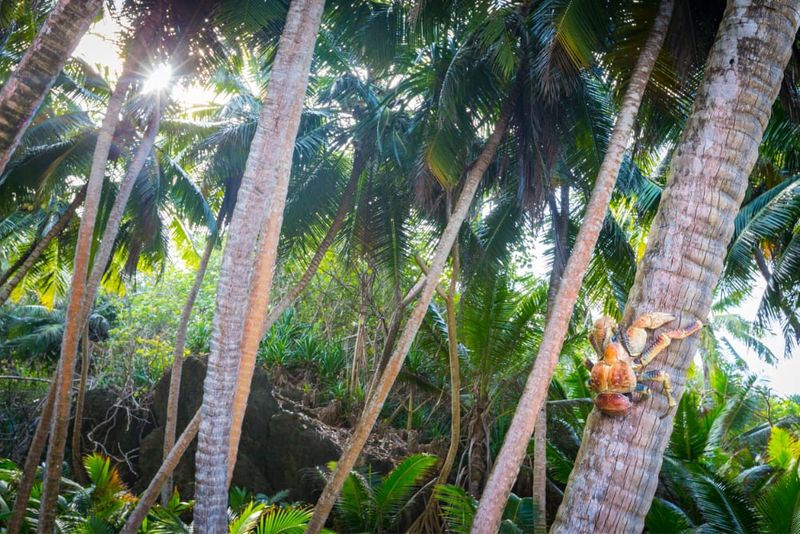 Robber crab climbing a palm tree. Photo: Chris Bray.