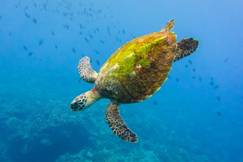 Hawksbill turtle swimming over a reef.