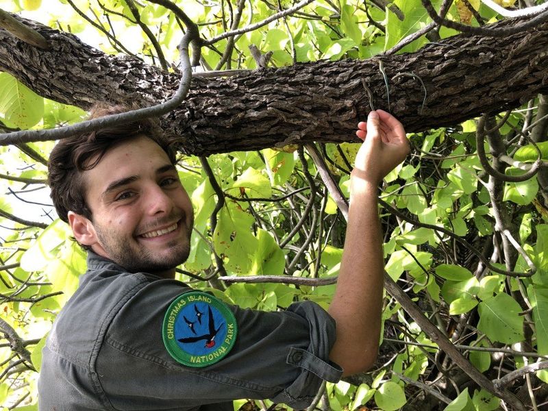 Christmas Island National Park reptile keeper Callum Casteel releases blue-tailed skink back into the wild at Pulu Blan Madar..