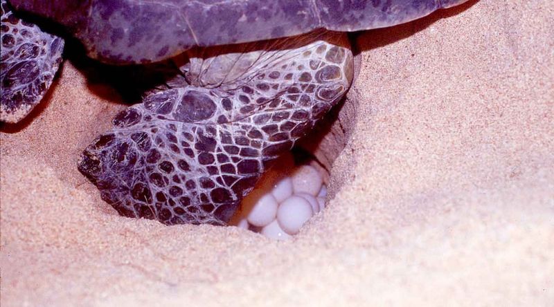 Turtle eggs, Christmas Island National Park.