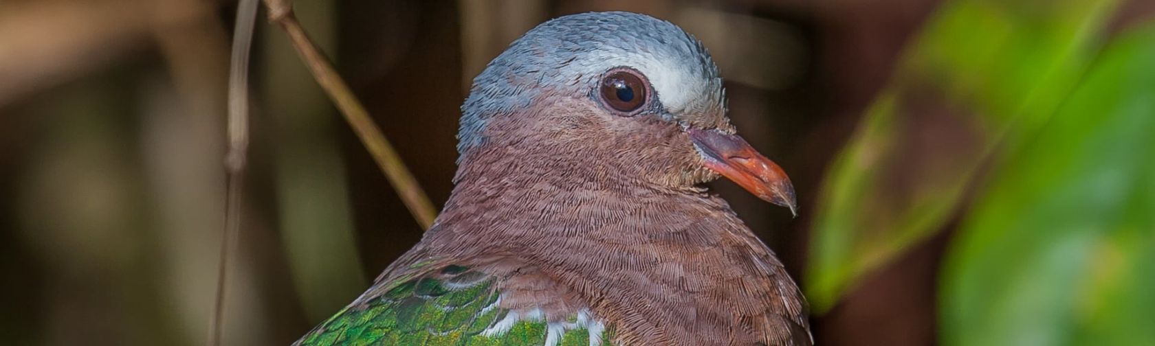 Emerald dove. Photo: Wondrous World Images