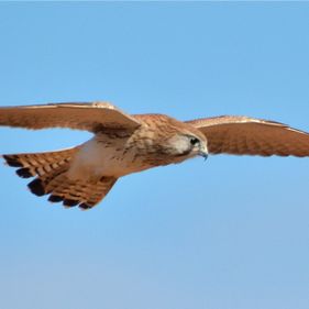 Nankeen kestrel. Photo: Laurie Boyle / CC BY-SA 2.0