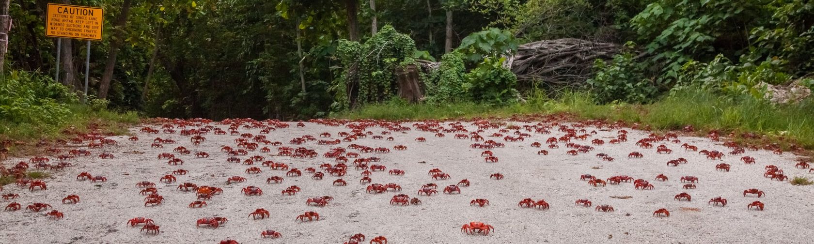 Red crabs on the move. Photo: Wondrous World Images