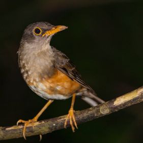 Christmas Island thrush. Photo: Wondrous World Images