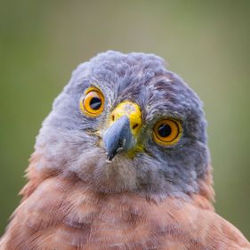 Christmas Island goshawk. Photo: Wondrous World Images