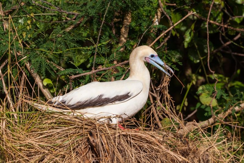 Red-footed booby nesting. Photo: Wondrous World Images.