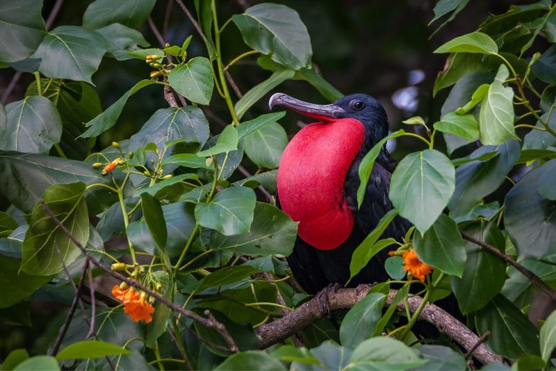 Male frigatebird with gular. Photo: Wondrous World Images.