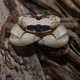 Mottled crab. Photo: Wondrous World Images