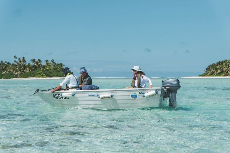 Blue-tailed skinks on boat on way to tropical island oasis..