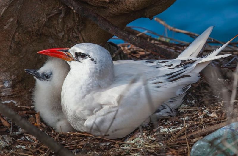 Red-tailed tropicbird with chick. Photo: Wondrous World Images.