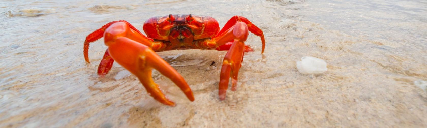 Red Crab. Photo: Chris Bray