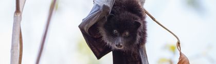 Christmas Island Flying Fox | Christmas Island National Park | Parks ...