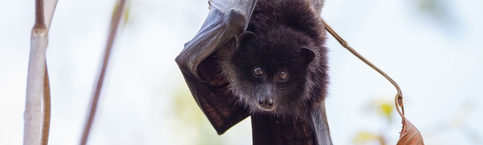 Christmas Island flying fox. Photo: Wondrous World Images