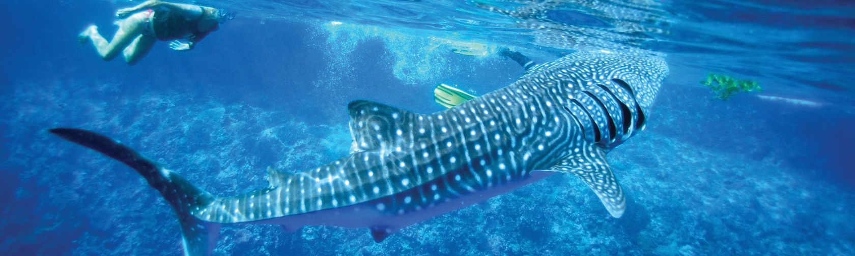 Whale shark. Photo: Gunter Noack