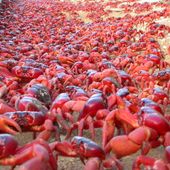 Red crabs migrating