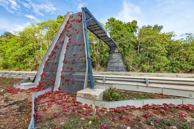 Red crabs crossing a bridge over the road.