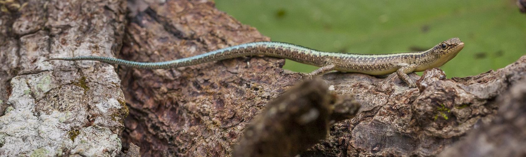 Blue-tailed skink. Photo: Wondrous World Images