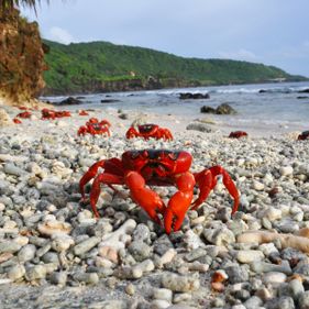 Red crabs on beach| credit parks australia.