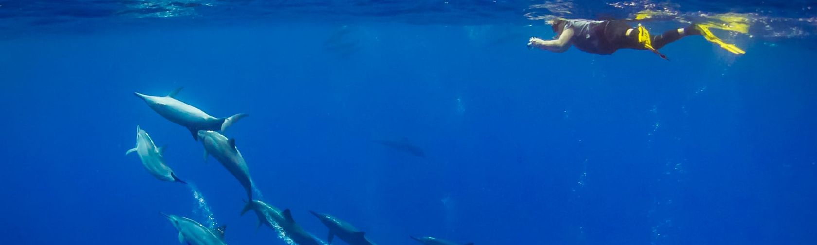 Snorkelling with dolphins. Photo: Wondrous World Images