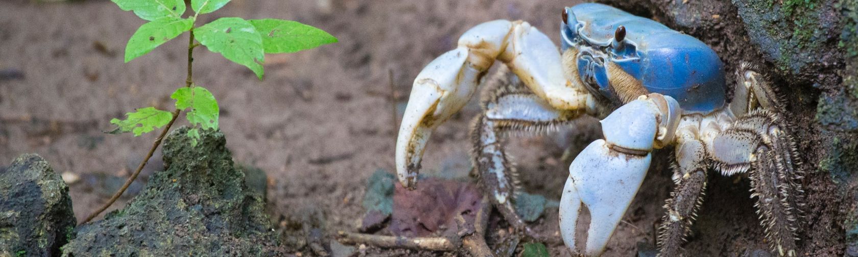 Blue crab. Photo: Chris Bray