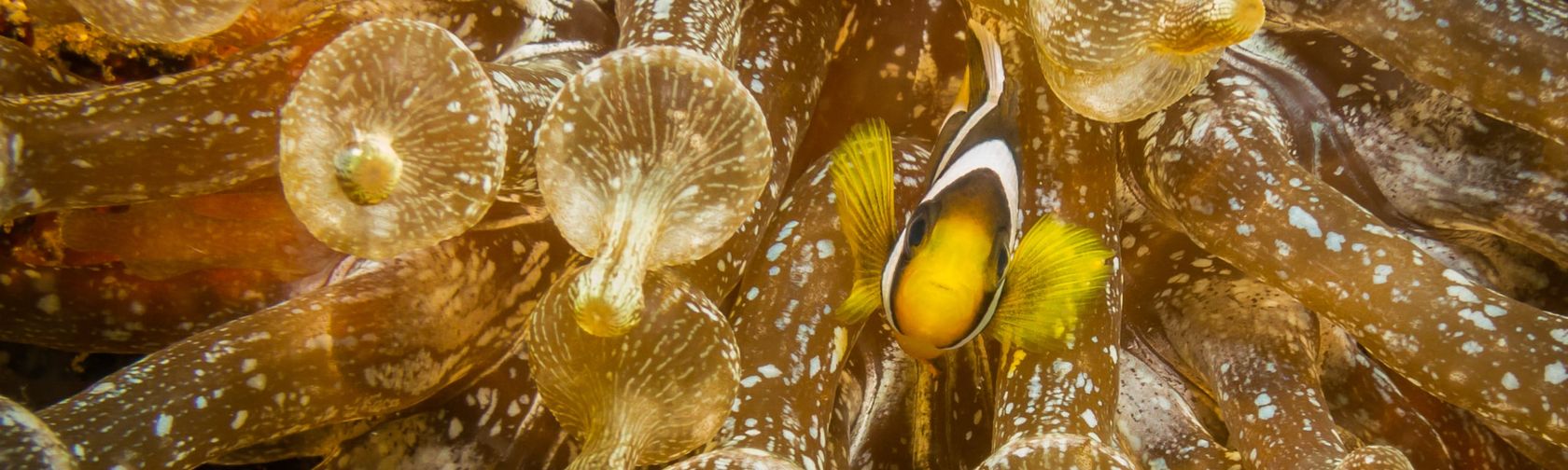 Clownfish in an anemone. Photo: Wondrous World Images