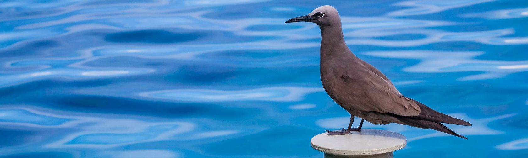 Common noddy. Photo: Wondrous World Images