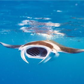 Manta ray feeding near the surface