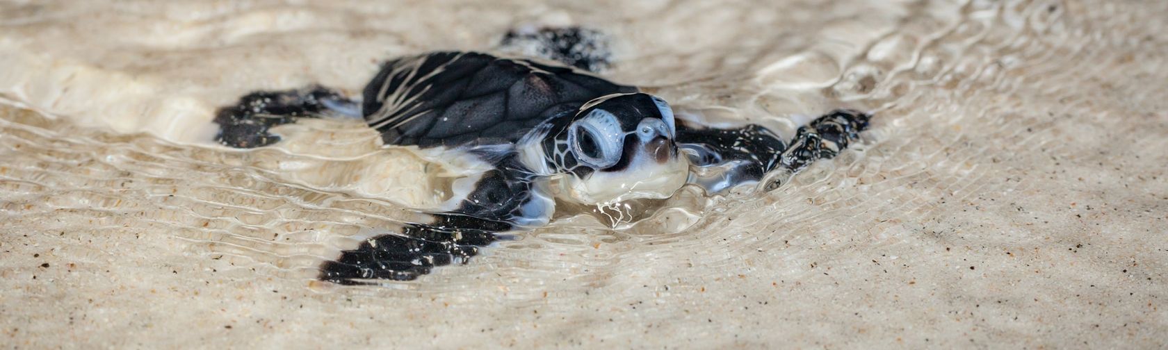 Newly hatched baby turtle. Photo: Wondrous World Images