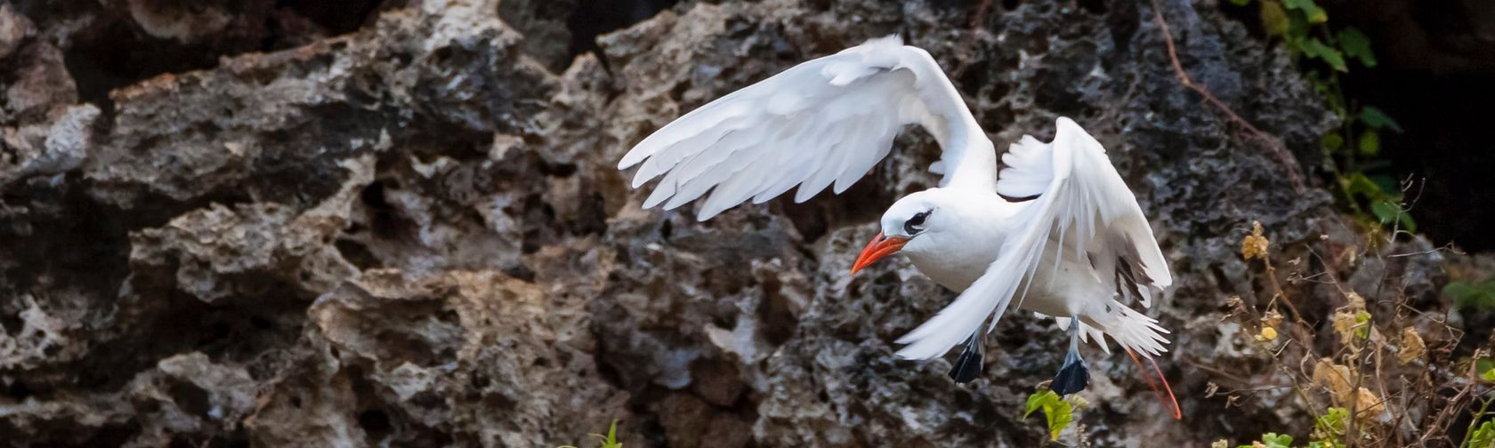 Red-tailed tropicbird. One of the species under threat by feral cats. Photo: Wondrous World Images