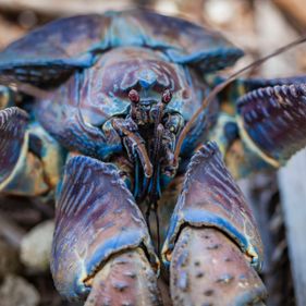 Robber crab. Photo: Wondrous World Images