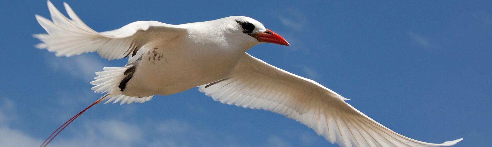 Red-tailed tropicbird. Photo: Tony Palliser / Christmas Island Tourism Association