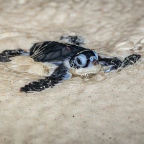 Turtle watching