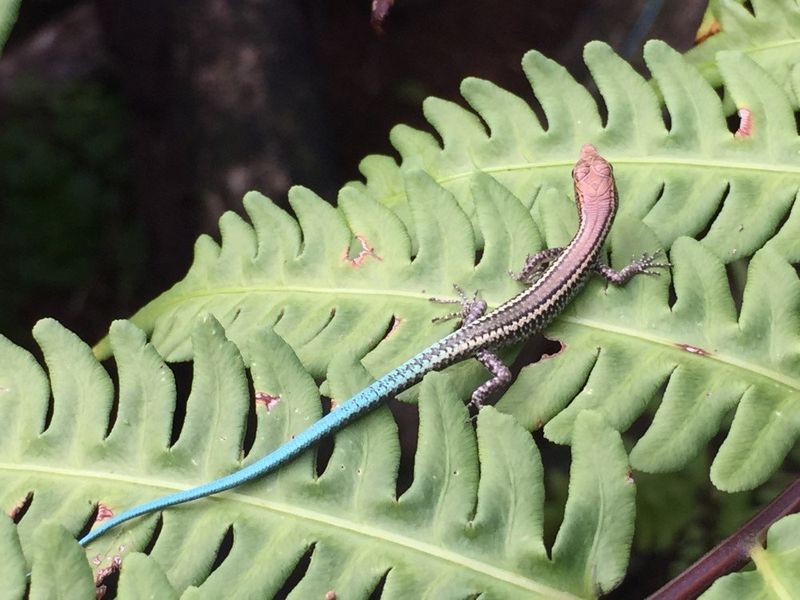 skink sitting on leaves.