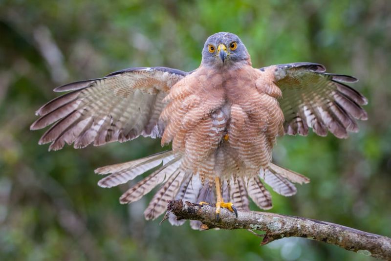 Christmas Island goshawk. Photo: Wondrous World Images.