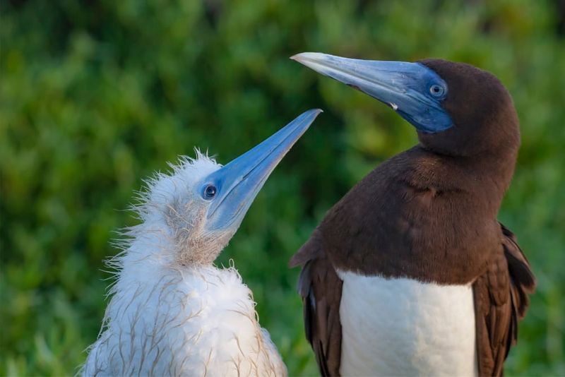 Brown booby with chick. Photo: Wondrous World Images.