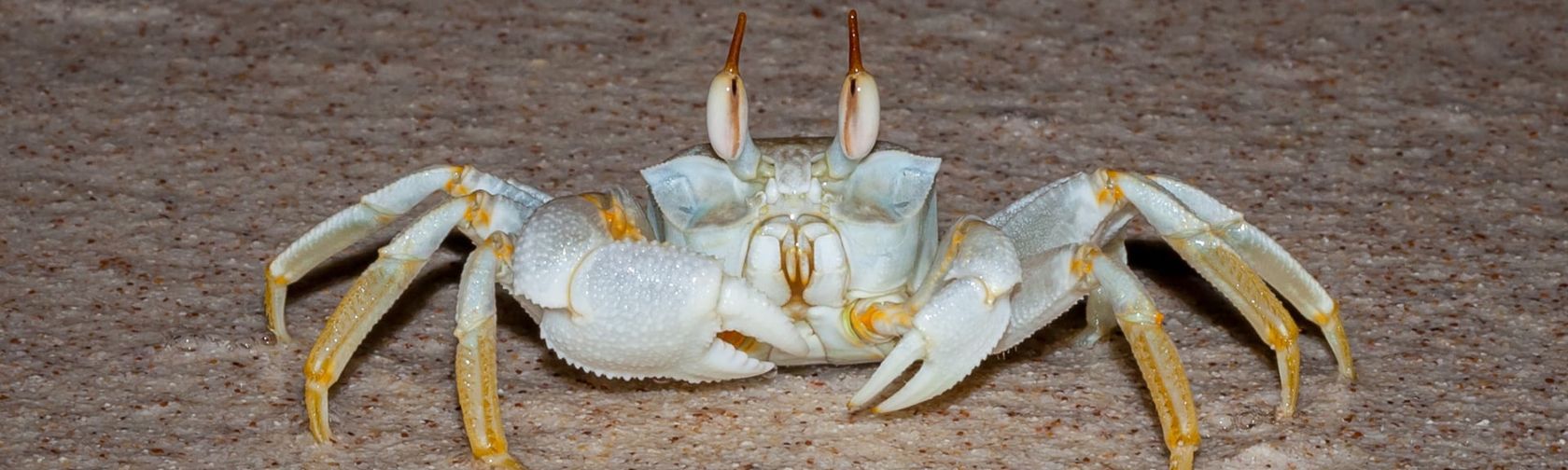 Horn-eyed ghost crab. Photo: Wondrous World Images