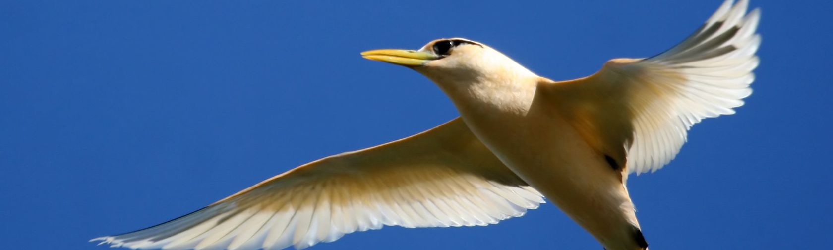 White-tailed tropicbird. Photo: Ian Montgomery / Christmas Island Tourism Association