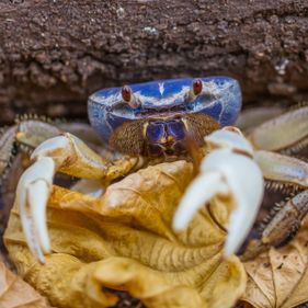 Blue crab. Photo: Wondrous World Images