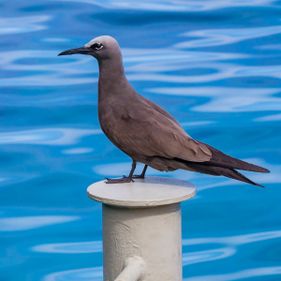 Common noddy. Photo: Wondrous World Images