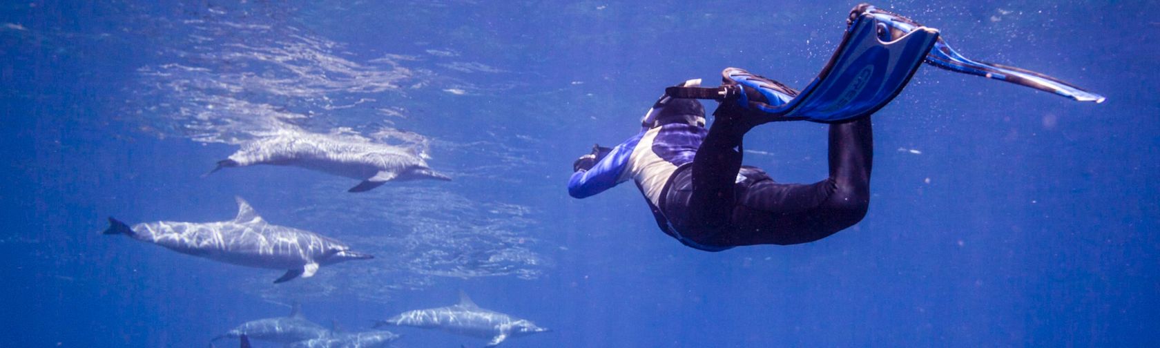 Snorkelling with dolphins. Photo: Chris Bray