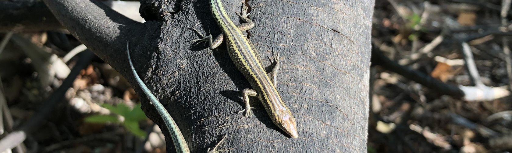 Blue-tailed skinks arrive on Pulu Blan Madar