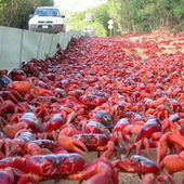 Red crab migration on Christmas Island