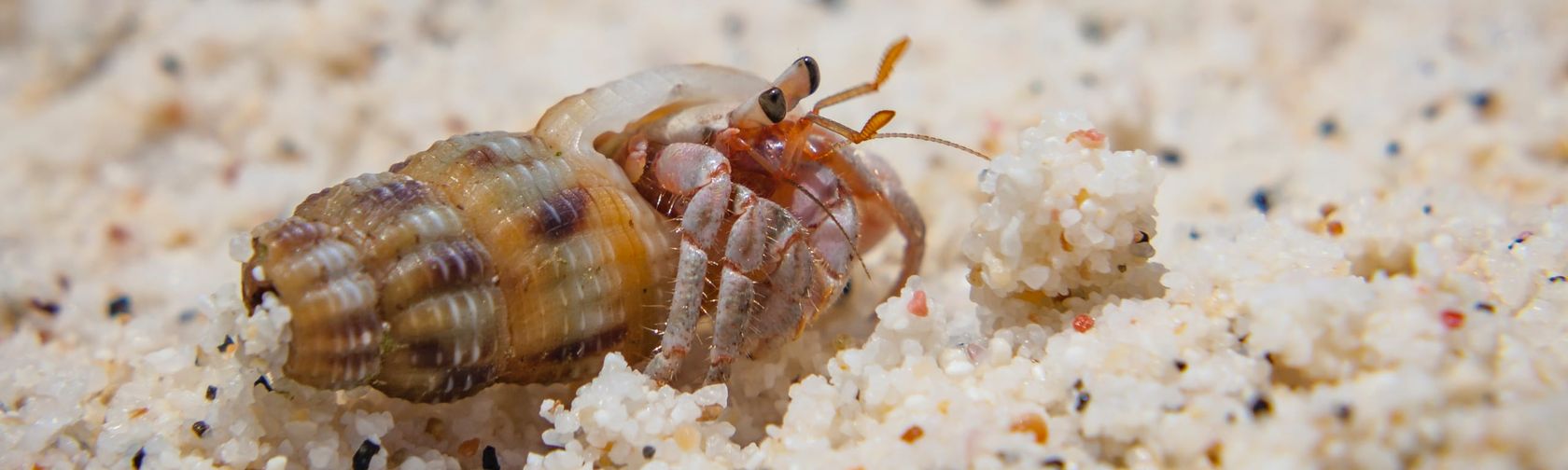 Tawny hermit crab. Photo: Wondrous World Images