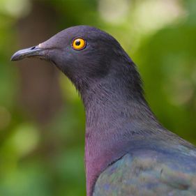 Imperial pigeon. Photo: Wondrous World Images