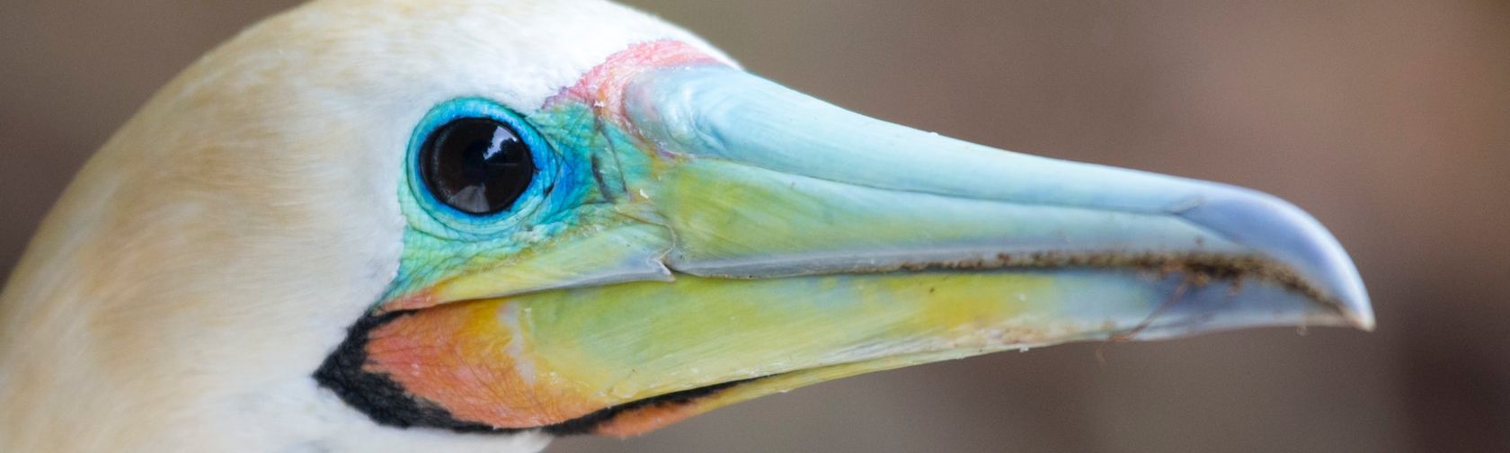 Red-footed booby. Photo: Chris Bray