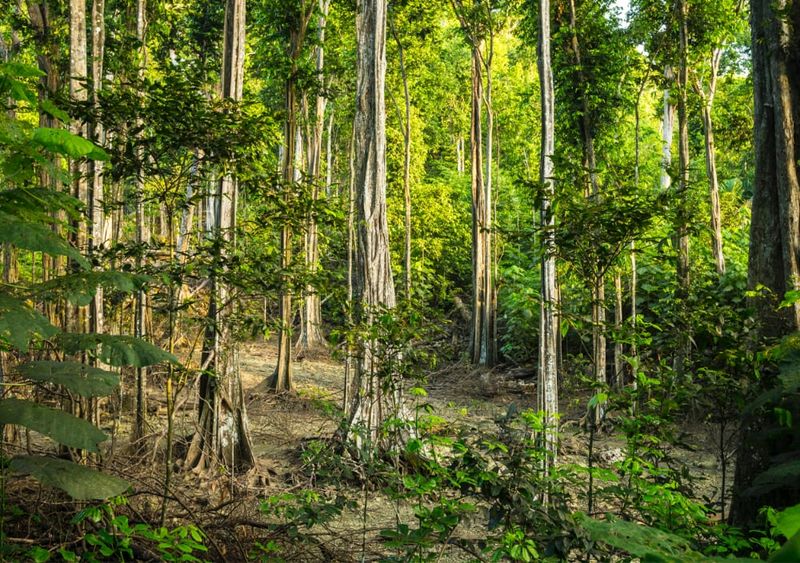 Christmas Island National Park. Photo: Chris Bray.