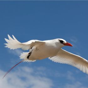 Red-tailed tropicbird. Photo: Tony Palliser / Christmas Island Tourism Association